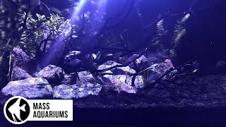 PLANTED AQUARIUM with a SALTWATER LIGHT Growing plants with the KESSIL a360X TUNA BLUE [upl. by Jerrylee]