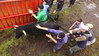 FP Wild Bulls  Branding The Cattle  Dia de Marcação e Vacinação Do Gado  Ilha Terceira  Açores [upl. by Garretson]