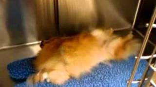 Pomeranian wakes up from dental procedure and looks like its swimming [upl. by Rebma]