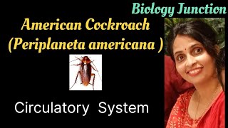 Cockroach  Periplaneta americana  Circulatory system  NEET  Boards [upl. by Windzer]