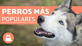 DESPARASITACIÓN EN PERROS Y GATOS  Lauvet [upl. by Daenis]