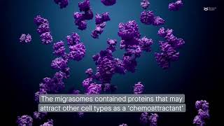 Bonemarrowderived mesenchymal stromal cells produce a newly described signaling organelle [upl. by Anigger52]