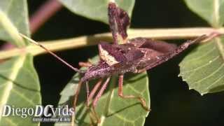 Leptoglossus sp  Leaffooted bug species Coreidae  Anisoscelini percevejo [upl. by Odetta]