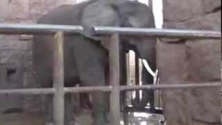 Elefant unter der Hand Dusche [upl. by Notsgnik]