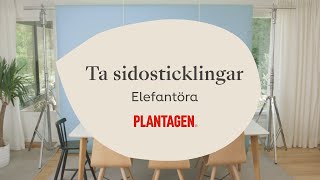 Ta sidosticklingar från elefantöra [upl. by Gnuj619]