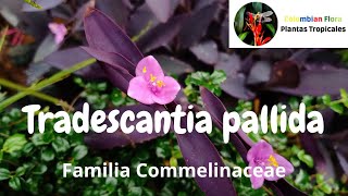 Tradescantia pallida o purpurina [upl. by Anirtak673]