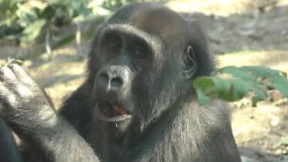 3頭のゴリラ 京都市動物園 2017年11月5日 [upl. by Jarid]