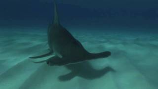 Sharks of Bimini Bahamas  Great Hammerhead [upl. by Asia]