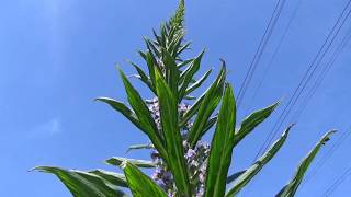 Echium update and time lapse [upl. by Mccallion507]