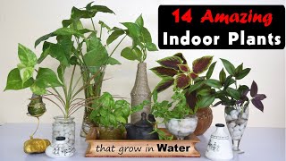 14 Amazing Indoor Plants that grow in Water [upl. by Nollahp]