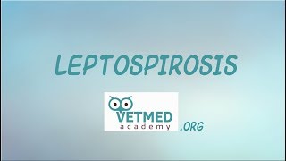 Introduction to Leptospirosis [upl. by Gnos892]