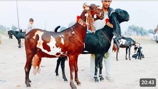 Bakra Mandi Sahiwal Betal Nagra Bacchon wali Bakrinya Naveed Khan Goats Fram 03135363101 [upl. by Inhoj881]