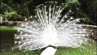 White peacock opening feathers The most beautiful white peacock [upl. by Urquhart305]