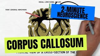 2Minute Neuroscience Corpus Callosum [upl. by Asilrac]