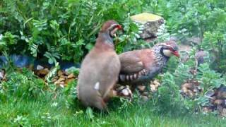 Red Legged Partridge Fight [upl. by Nickelsen918]