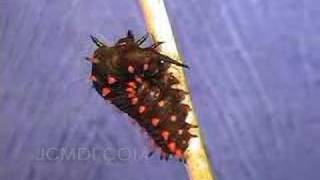 Swallowtail Butterfly Larva Spins Loop Time Lapse [upl. by Assenay194]