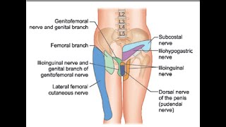 Pain Medicine Ilioinguinal Nerve Iliohypogastric Nerve Inguinal Canal TAP [upl. by Rehpotisrhc]