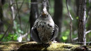 Ruffed Grouse drumming on a log [upl. by Tabatha]