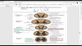 CNS Anatomy  Spinal Cord  Part 2  Mutah [upl. by Giacopo394]