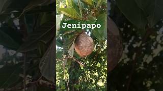 Quem conhece essa planta Dá um fruto maravilhoso jenipapo [upl. by Voorhis]