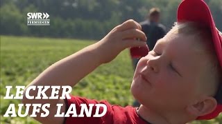 In den Hunsrück zu Tanja Müller  Sommerreise  Staffel 3  Folge 3  SWR Lecker aufs Land [upl. by Fabri]