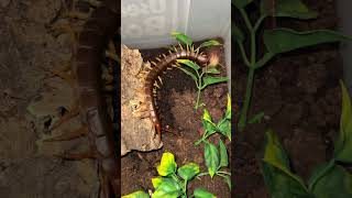 Scolopendra dehaani out after moulting and HUNGRY [upl. by Tabbi]