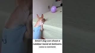 Smart dog can shoot a rubber band at balloons [upl. by Maccarthy734]