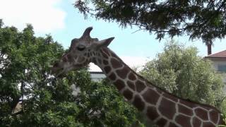 Zoo Karlsruhe  Großer Rundgang mit allen Tieren und Attraktionen [upl. by Eseuqcaj]