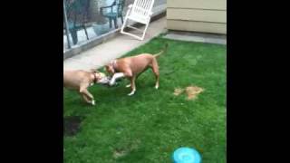 Pitbull fight to the death [upl. by Haye]