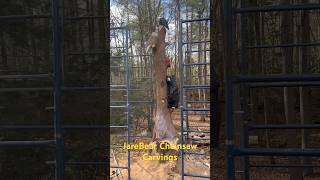 12’ tall chainsaw carving Includes an eagle owl cardinal and a black bear [upl. by Eicaj]