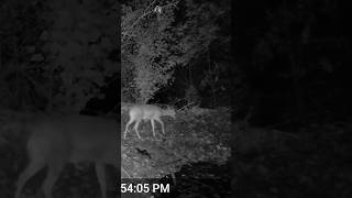 Deer crossing the beaver dam wildlife deerwatching deer [upl. by Maghutte]