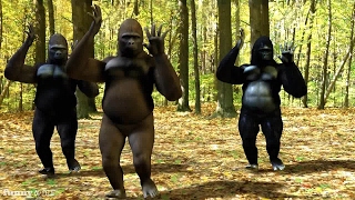 Alladsu alladsu Kannada song spoof Gorilla Dance  01 [upl. by Salohcin644]