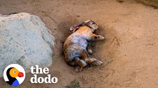 Woman Rescues A Bunny And Later Gets The Greatest Surprise  The Dodo [upl. by Ainecey347]