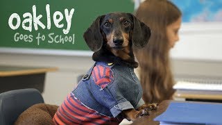 Ep 10 OAKLEY GOES TO SCHOOL  Cute Dog Video School Day [upl. by Dorinda]