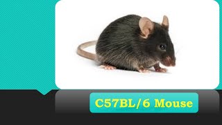 C57BL6 Mouse [upl. by Aicila463]