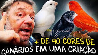 A ARTE DE CRIAR CANÁRIOS BELEZA E DIVERSIDADE EM PLUMAS [upl. by Aramen]