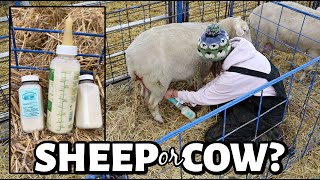 Is this SHEEP part COW thats the MOST MILK Ive ever got from one of my sheep  Vlog 745 [upl. by Biddle]