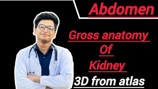 Gross anatomy of kidney features relations blood supply nerve supply and lymphatic drainage [upl. by Dnaltroc]