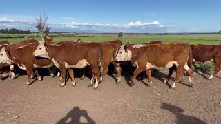 McLauchlan Heifer Yearlings yellow [upl. by Leasim841]