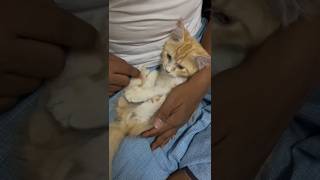 cat sits comfortable on my lap shortvideo youtubeshorts [upl. by Anaeda]