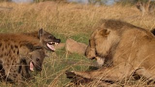 Lion vs Hyenas Original uncut epic battle [upl. by Kirad]