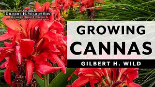 Growing Cannas in Containers [upl. by Retrak55]