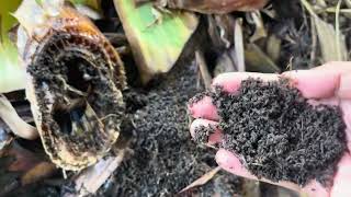 farming vermicompost citronella Farm updateOctober 42024 [upl. by Retxed830]