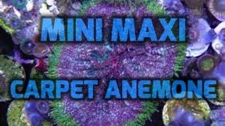 Mini maxi carpet anemone care [upl. by Nolahc]