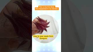 ⭐️ Growing Gongura ⁉️save this excellent tip for seed collectionusa roselle seeds gardeningtips [upl. by Ahtael558]