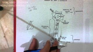 FISIOLOGIA DE NEUROHORMONAS 610 secrecion de adh y oxitocina [upl. by Xenophon]