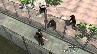 American Attacked by Chimp in Stable Condition [upl. by Leirol968]