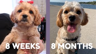 Cavapoo Puppy Growing Up 8 weeks to 8 months [upl. by Gold570]