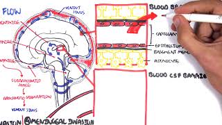 Bacterial Meningitis Pathophysiology [upl. by Eidua]