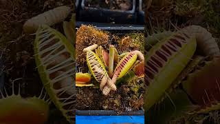 DIONAEA plantacarnivora curiosidades biologia [upl. by Gwendolyn]